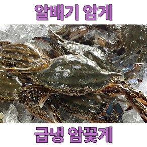 신속발송 산지직송 국내산 제철 꽃게, 1개, 암꽃게 급냉 3kg