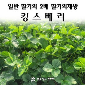 [모종심는아빠] 일반 딸기의 2배 크기 딸기의 제왕 킹스베리 모종, 3개