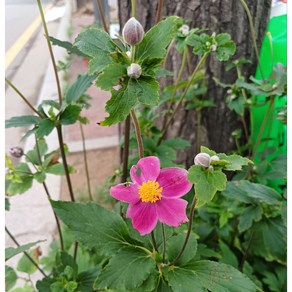 행복한꽃순이/﻿진분홍홑추명국/가을꽃/노지월동