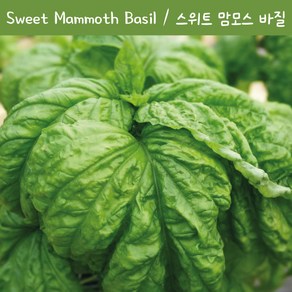 스위트 맘모스 러플드 바질 Sweet Mammoth Ruffled 바질 키우기세트 교육용 체험용