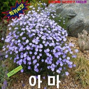 (희귀씨앗) 아마 (블루플랙스) 15립, 1개