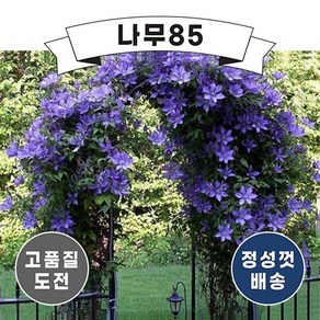 (나무85) 클레마티스 5종 포트, 2.클레마티스(미스배트맨) 9cm 포트, 1개