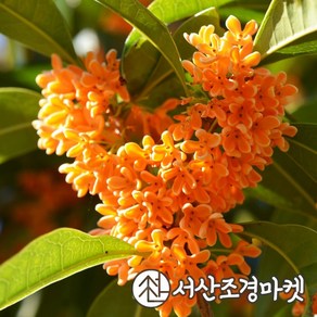 목서나무 금목서 키120cm개화주 묘목 나무 서산조경마켓, 1개