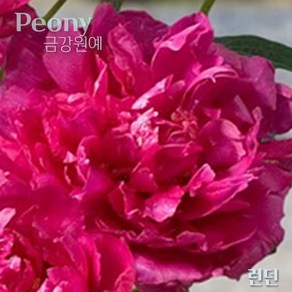 향기 작약 숙근 입고(Peony/금강원예) 런던, 1개