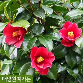 대륜동백 대품 빨강꽃 겨울꽃 동백나무 인테리어식물, 1개, 대품 (키70cm)