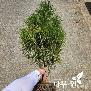 [나무인] 금송 분뜨기 키60~70cm, 1개