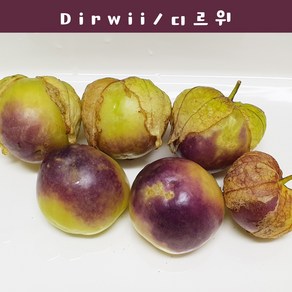 Diwii 디르위 블러시 토마틸로 희귀토마틸로 교육 체험용 세트