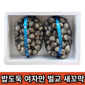 밥도독 여자만 벌교 새꼬막, 1개, 상2kg