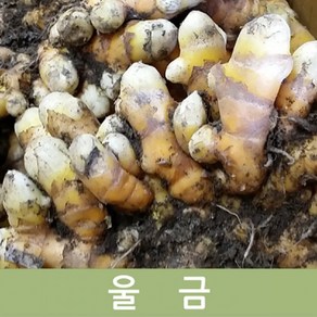 두리반농산 국내산 생울금 1kg 5k 10kg, 1개