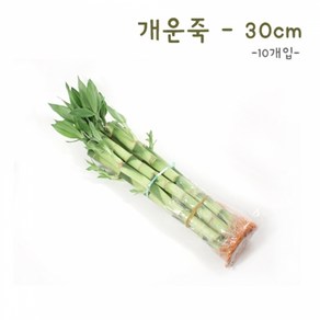 개운죽 30cm(10개), 10개