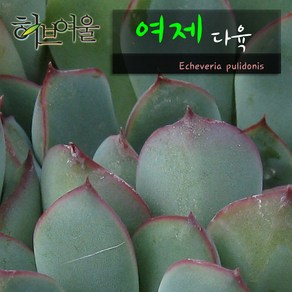 허브여울다육 여제 지름 9cm 소품화분, 1개