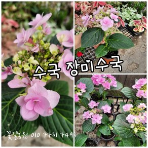 수국 산수국 장미수국 002 특랜덤 공기정화식물/미세먼지/공기정화효과 공기정화식물, 1개