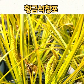 황금석창포(15cm 화분) / 야생화 모종 / 노지월동, 1개