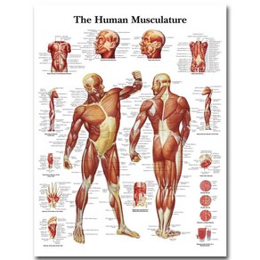 노 브랜드 벽 예술 그림 인체 의료 교육 지도 포스터 해부학 근육 시스템 실크 천 홈 장식 0323qt, no fame