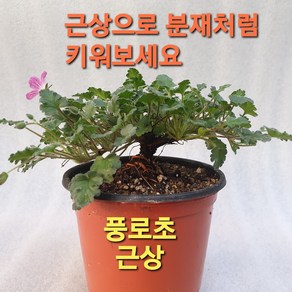 풍로초근상, 8900, 1개