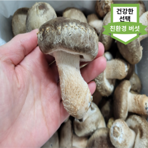 친환경 무농약 프리미엄 솔송화버섯 부모님 선물 아이 반찬, 1박스, 2kg