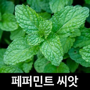 페퍼민트 씨앗 허브씨앗 허브씨 종자 향신료 씨 200알, 1개