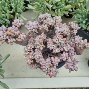 [수암다육] 익스펙트리아 철화 랜덤발송 Cemneia 'Expatiata' f. cistata 다육 다육이 다육식물 569, 1개