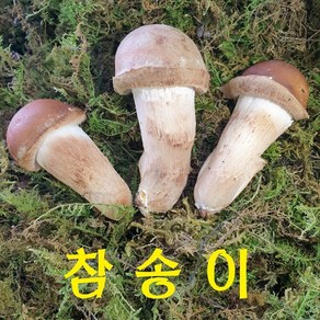 송화버섯 옥과농원몰 / 곡성 특산물 무농약 참송이버섯 3등급 500g(농장 직송))