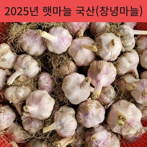 25년 국산 창녕 햇마늘 직접재배 산지직송 통마늘 저장 장아찌 마늘 대크기 3kg 5kg 10kg, 1개, 3kg(대)