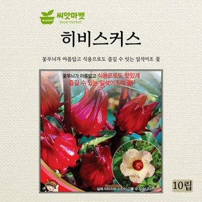 세계종묘 히비스커스 씨앗 10립, 금화규 10립, 1개