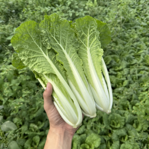 [꿀야채 얼갈이배추] 물 좋은 철원 산지직송 얼갈이배추, 1개, 2kg
