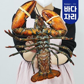 살아서 도착하는 활랍스타 1마리 1kg내외, 1개