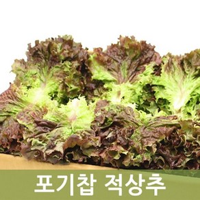 포기찹 꽃상추(적상추) 2 kg 1박스 두리반농산