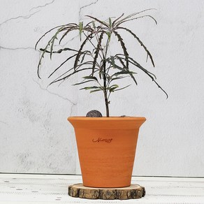 수제토분 브라운슈가팟 중 테라코타 토분화분, 원기둥 화분 (스카이블루), 1개