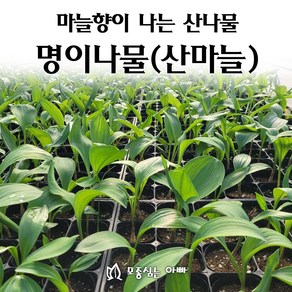 [모종심는아빠] 마늘향이 나는 산나물 명이나물 산마늘, 1개