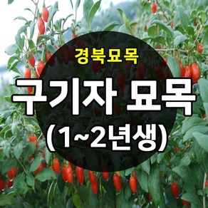 [경북농원] 구기자묘목 왕구기자묘목 1-2년생 약용수 판매, 왕구기자 1년생  상묘, 1개