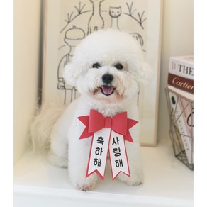 고양이 강아지 생일 리본 화환 미니화환 인간화환