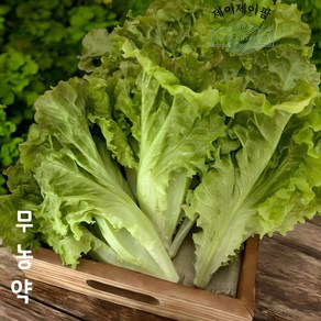 당일수확 무농약 꽃상추 포기상추 아삭이상추 [제이제이팜] 스마트팜