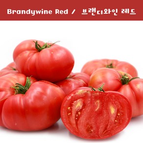 레드 브랜디와인토마토 Red Bandywine 달콤한 희귀토마토 교육체험용 세트, 1개