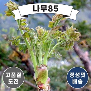 (나무팔오) 민참두릅 삽목 1년 2년, 민참두릅 삽목2년 (5주묶음), 1개