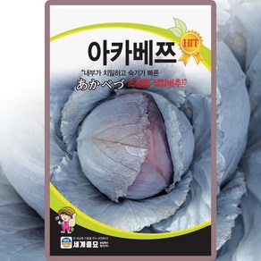 세계종묘 아카베쯔적양배추 씨앗 300립 적색 양배추 씨 종자, 1개