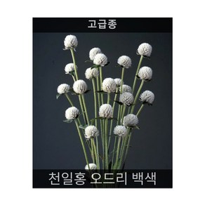 식용꽃 씨앗 모음 ... - (맨드라미 캐슬 오렌지 5000립), 1개