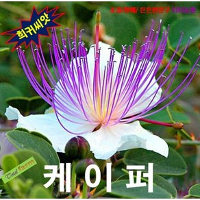 또초이스샵5립 케이퍼 식용 말려 꽃몽우리를 (Cape) (나무씨앗), 1개