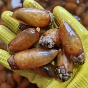 싱싱햇 국산 미더덕 깐미더덕 미더덕회, 500g, 1세트, 500g