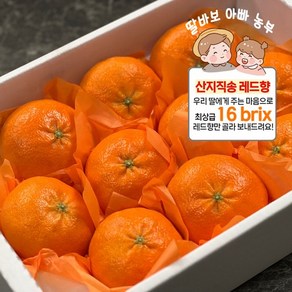 [백화점 납품] 당일수확 산지직송 프리미엄 명품 선별 초달달 16bix 레드향, 1개, 선물용 2kg