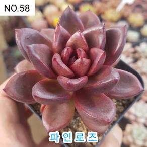 다육식물- 희귀 다육 100가지 모아보기, [NO. 58] 7.5cm 포트, 1개