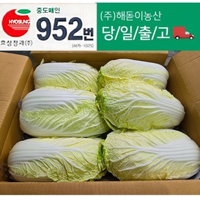 해돋이농산 알배기 배추 알배추 쌈배추 6통 12통, 12개, 500g