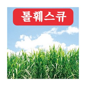 아시아종묘 씨앗 잔디 톨훼스큐 1kg, 1개