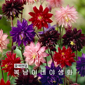 겹매발톱 클레멘타인 [2포트 복남이네야생화 모종 매발톱꽃 aquilegia] 꽃색랜덤