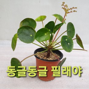 동글동글 예쁜 필래야 필레야