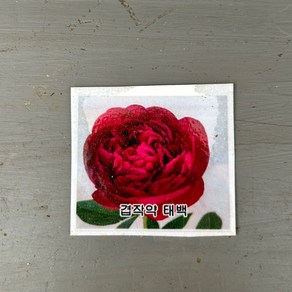 가꾸다 겹작약 겹작약 태백, 1개, 빨강