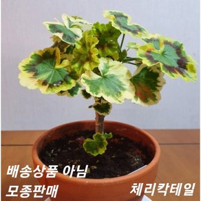 체리칵테일 팬시제라늄 No.f23, 1개