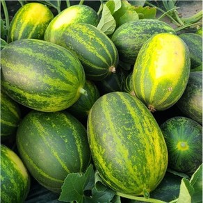 [신선특가] 고령 파파야 메론 고당도 (가정용), 1박스, 10kg