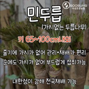 민두릅나무 10주1세트 키65~100cm내외 수확이편리한 가시없는두릅 민두릅묘목 민참두릅 개량민참두릅 민두릅 수성조경농원, ., 10개