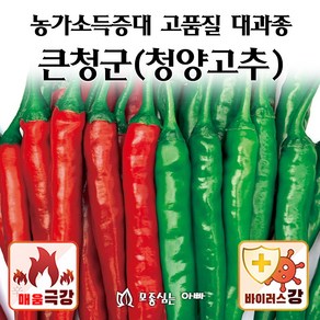 [모종심는아빠] 피피에스 큰청군 청양고추 종자 1200립 500립